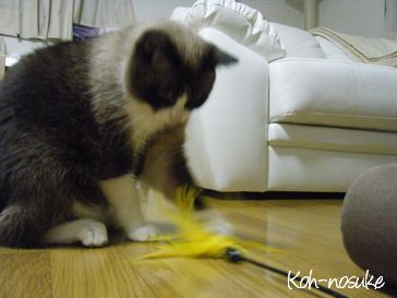 幸之助くん、おもちゃと遊びます。