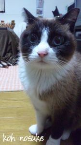 幸之助くん１