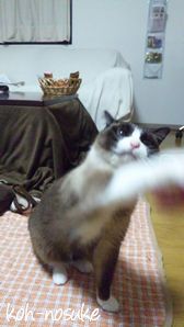 幸之助くん３