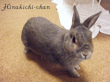 ひなきちちゃん２