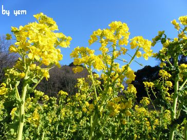 甘樫丘菜の花