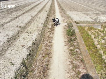 田んぼの畦道とプー