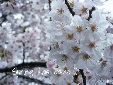 東京都文京区・桜