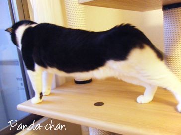 ペット紹介-ネコのパンダちゃん-２
