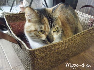 福岡市キャットシッターSOS文京店-三毛猫のMAYOちゃん３-