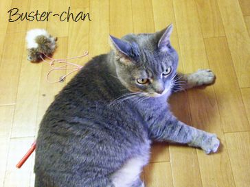 福岡市キャットシッターSOS文京店-猫のバスターちゃん２-