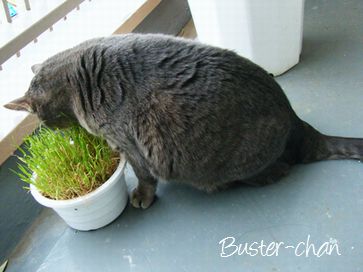 福岡市キャットシッターSOS文京店-猫のバスターちゃん3-