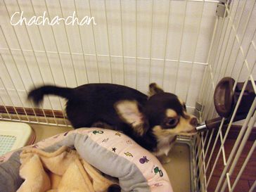 東京fukuneco・猫キャットシッター-チワワの茶々ちゃん-