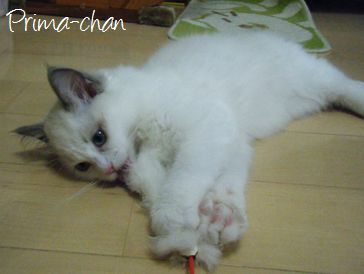 福岡市キャットシッターSOS文京店-ペルシャ猫のプリマちゃん-
