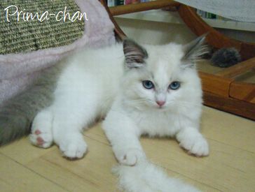 福岡市キャットシッターSOS文京店-ペルシャ猫のプリマちゃん-