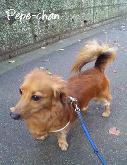 福岡市キャットシッター散歩代行-ﾐﾆﾁｭｱ･ﾀﾞｯｸｽﾌﾝﾄﾞのﾍﾟﾍﾟちゃん-