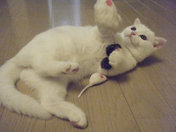 東京豊島区ペットシッター-はなちゃん-