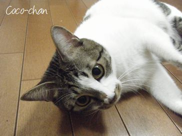 東京荒川区ペットシッター-ココちゃん-