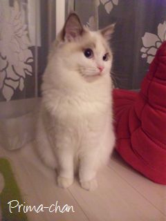 千代田区キャットシッター-プリマちゃん-