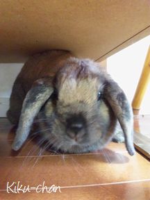 福岡市キャットシッター-小動物・ウサギ-