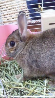 ペットシッター荒川区　ウサギ