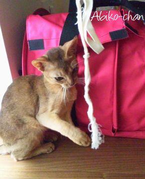 東京千代田区ペットシッター-猫、ネコ-