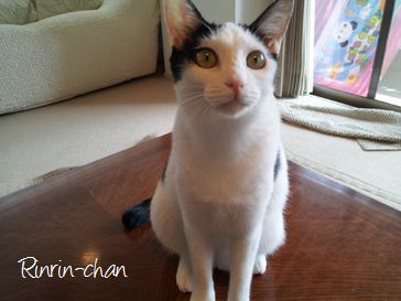 福岡市キャットシッター千代田区