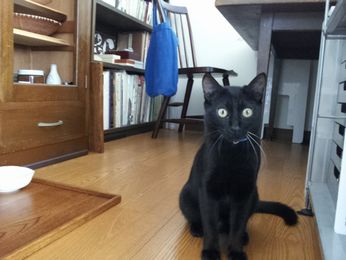 キャットシッター文京区/豊島区