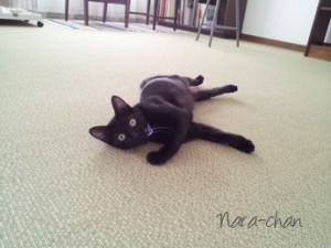 ナラちゃん