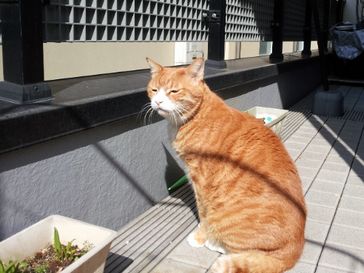 キャットシッター東京文京区