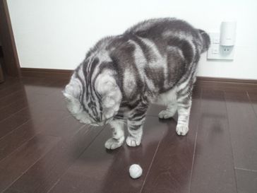 東京千代田区ペットシッター