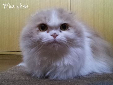 キャットシッター東京文京