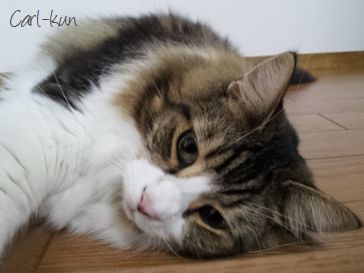 キャットシッター文京区