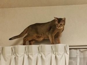 アルファくん