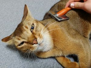 アルファくん