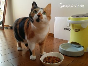 珠子ちゃん