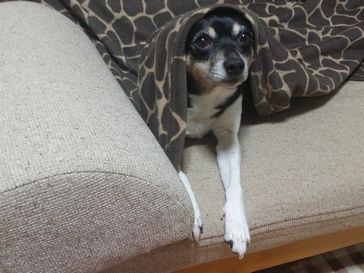 ラットテリアのゆずちゃん２