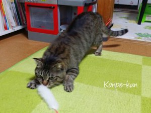 キジトラネコさんコンペちゃん