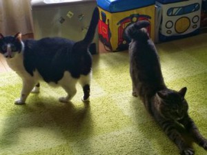 ヤオンギーくん＆コンペくん