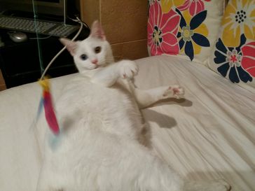 ステラちゃん