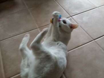 ステラちゃん２