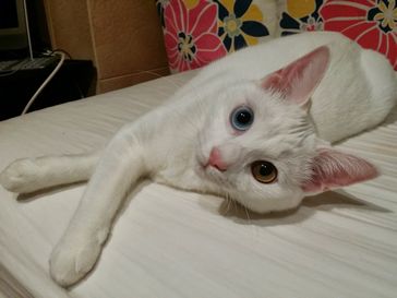 ステラちゃん３