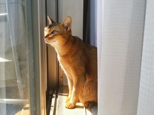 アルファくん