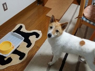 ゆきちゃん