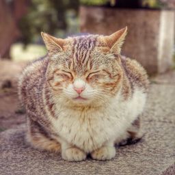 谷中猫