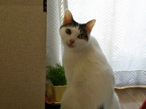 しおちゃん