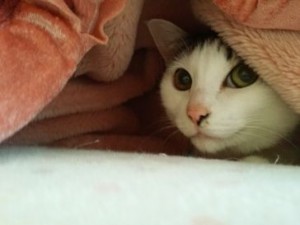 しおちゃん