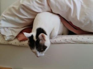 しおちゃん