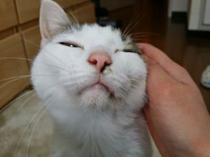 しおちゃん