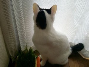 しおちゃん