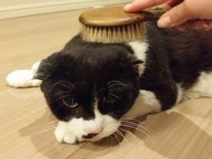 パンダちゃん