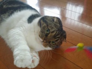 りんごちゃん