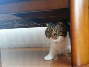 りんごちゃん