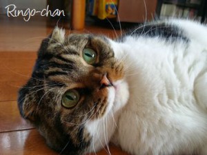 りんごちゃん