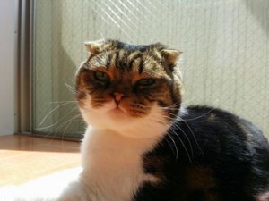 りんごちゃん